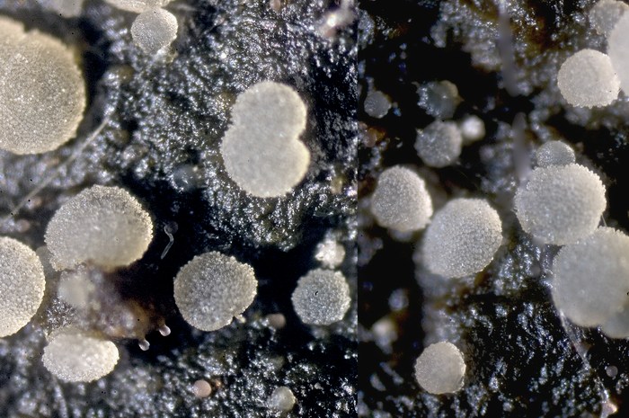 macrostoma