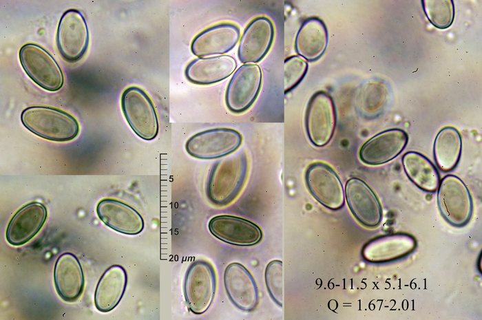 macrostoma