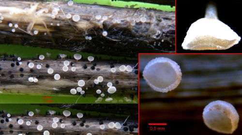 macrostoma