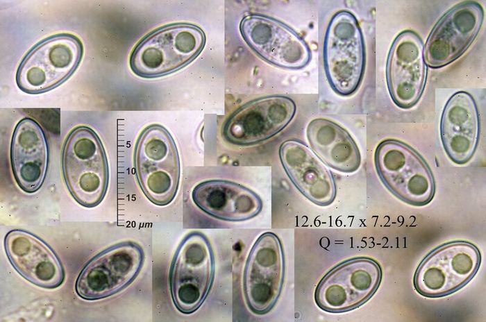 macrostoma