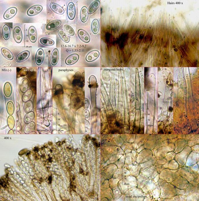 macrostoma