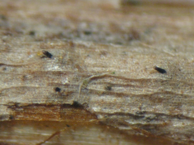macrostoma