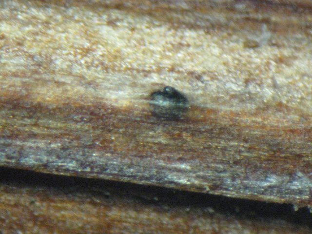 macrostoma