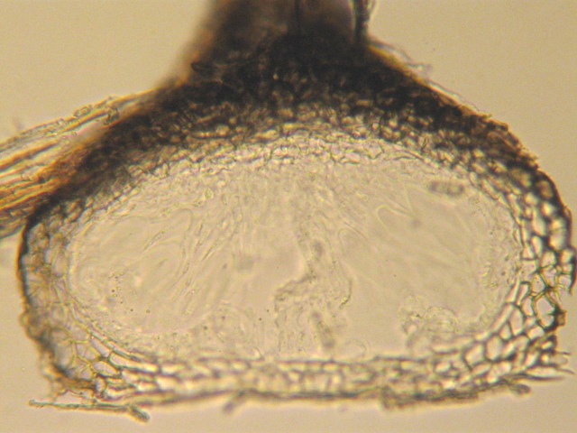 macrostoma