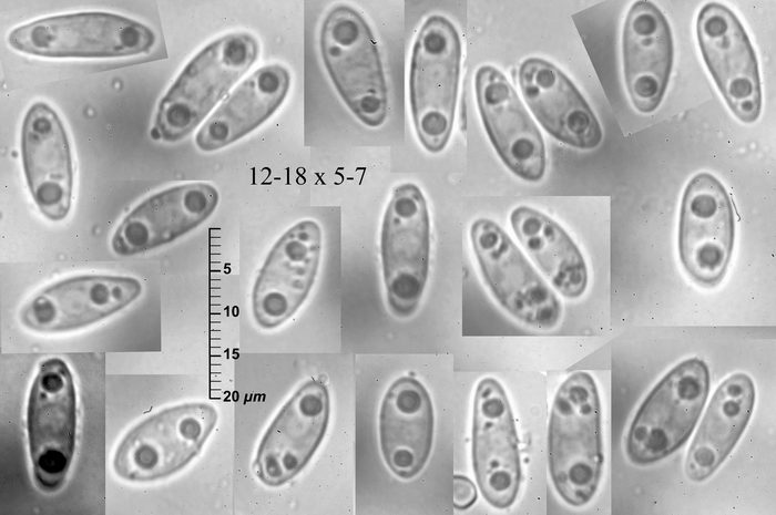 macrostoma