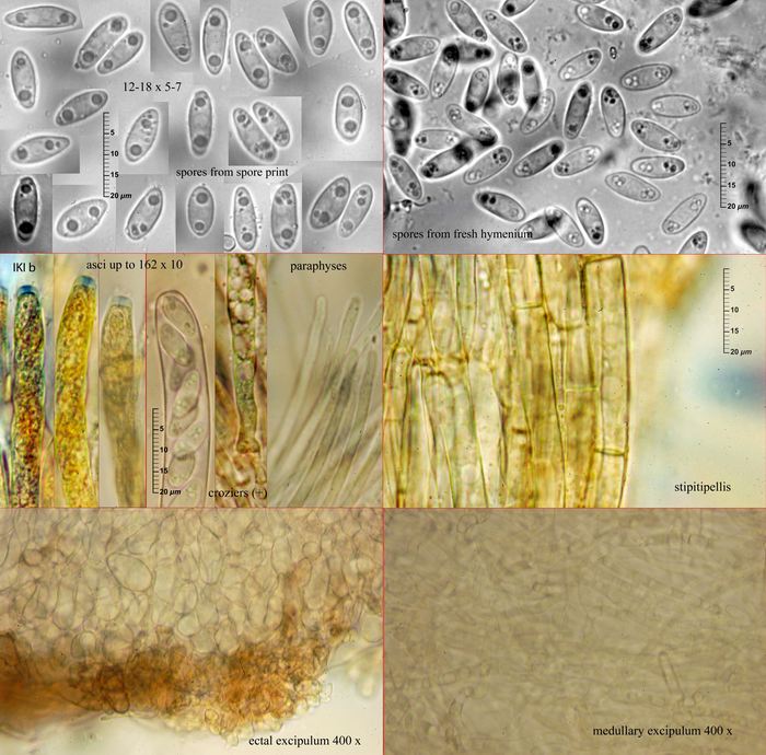 macrostoma