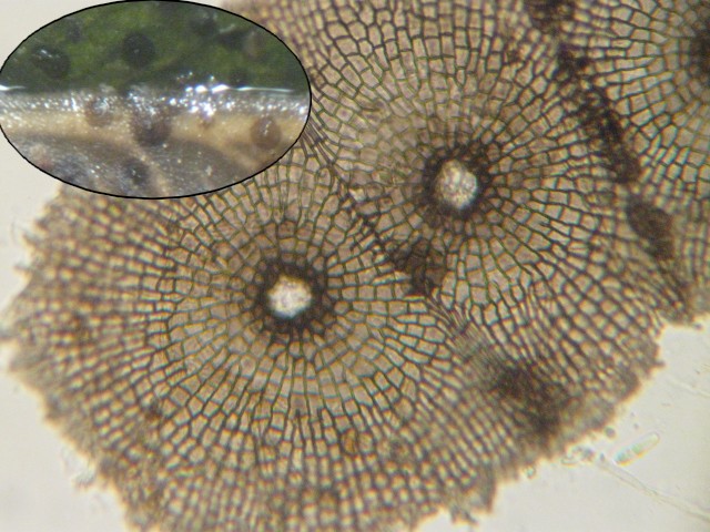 macrostoma