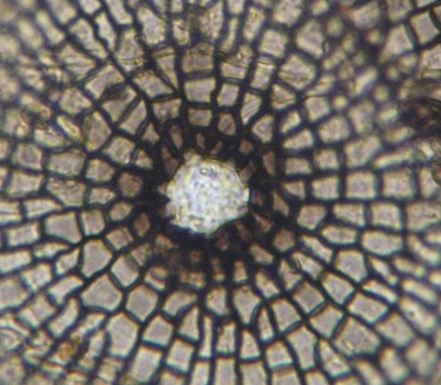 macrostoma