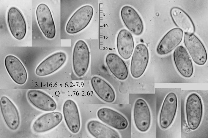 macrostoma