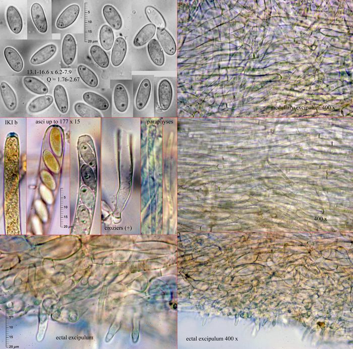 macrostoma