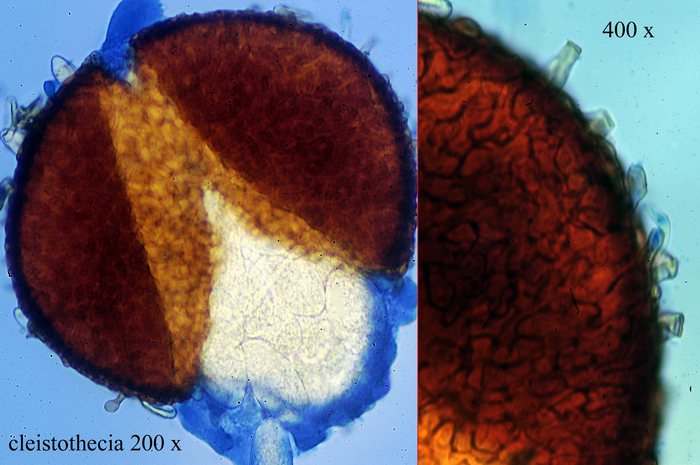 macrostoma