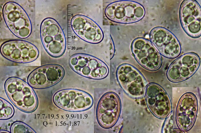 macrostoma