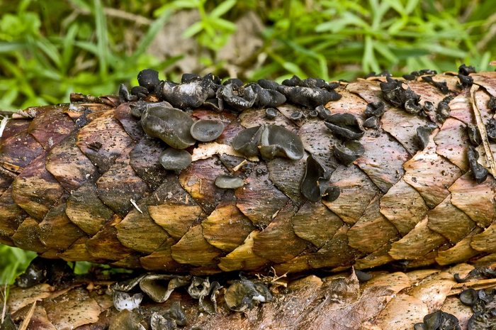 macrostoma