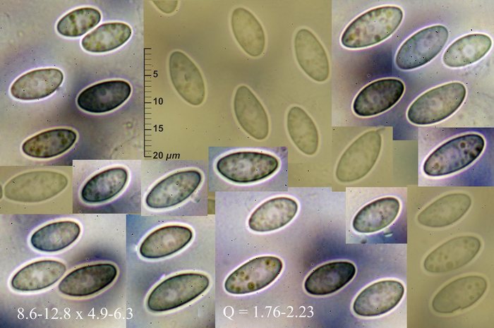 macrostoma