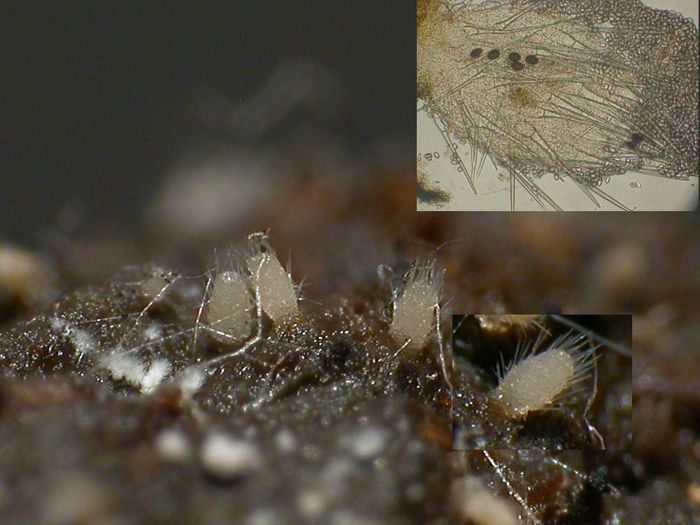 macrostoma