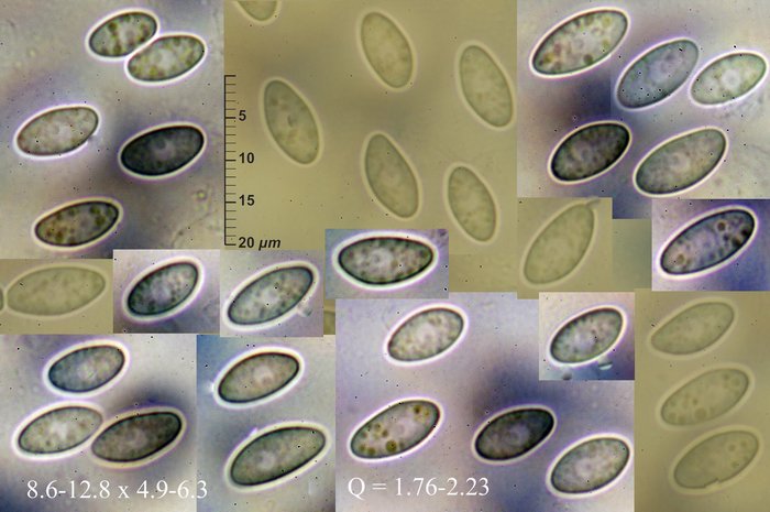 macrostoma