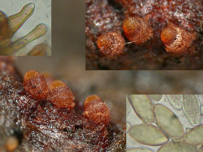 macrostoma