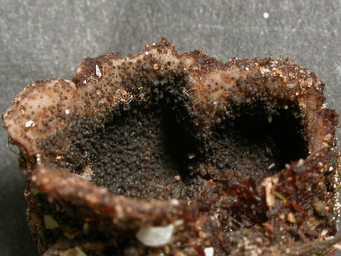 macrostoma