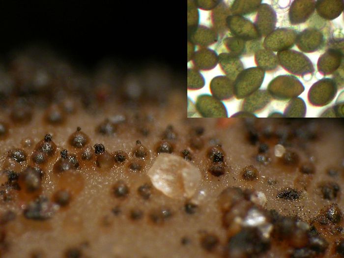 macrostoma