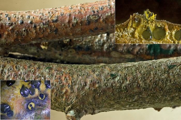 macrostoma