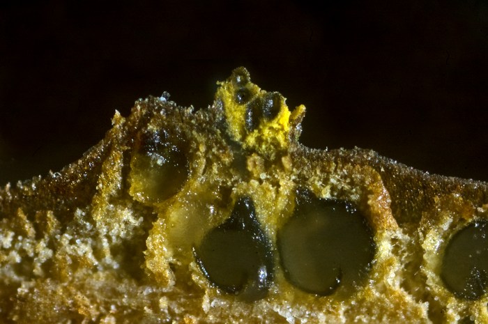 macrostoma