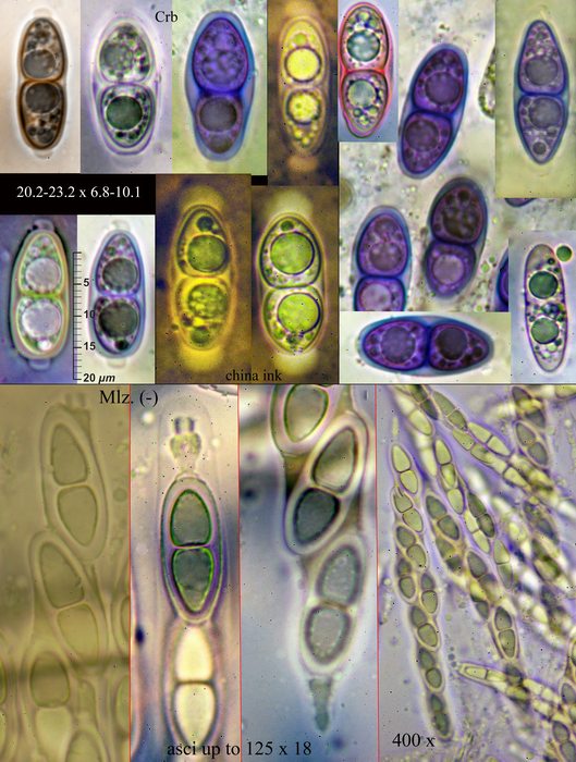 macrostoma