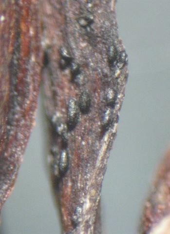 macrostoma