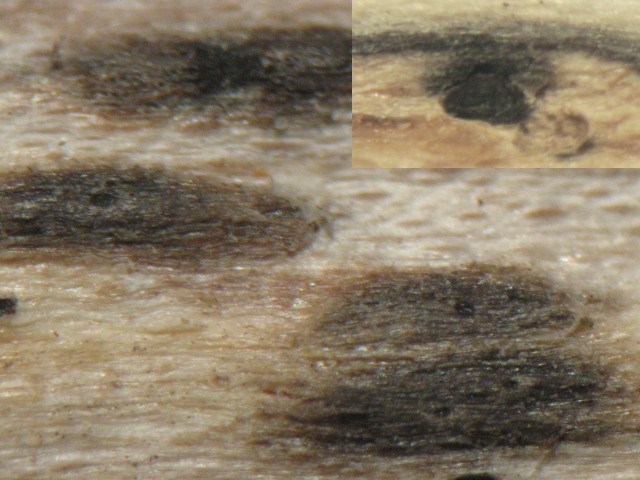 macrostoma
