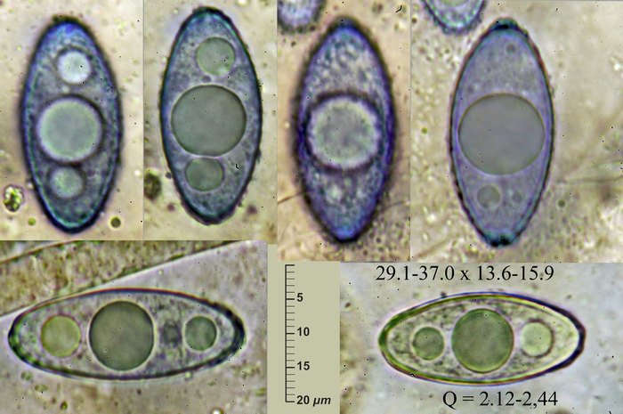 macrostoma