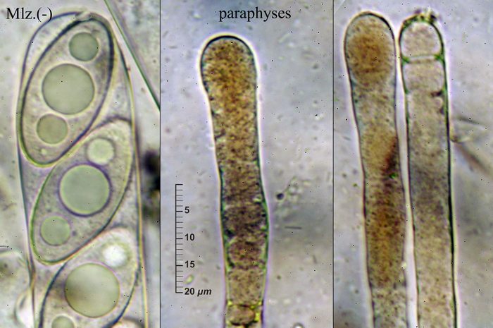 macrostoma