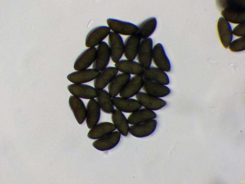 macrostoma