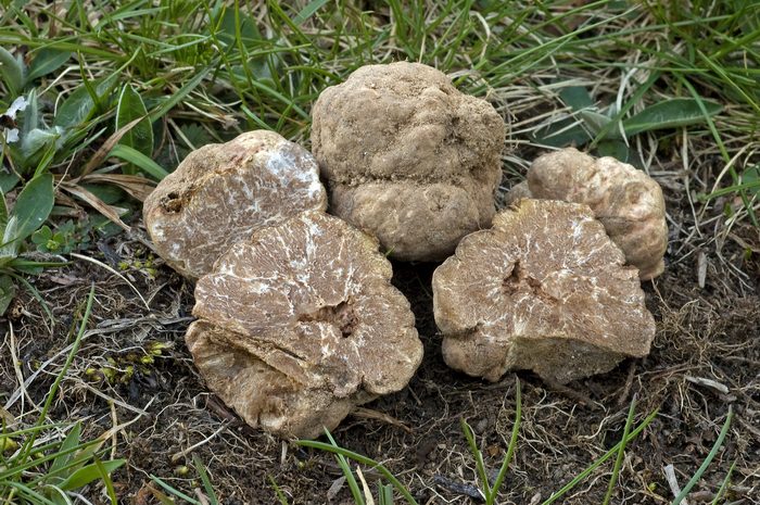 macrostoma