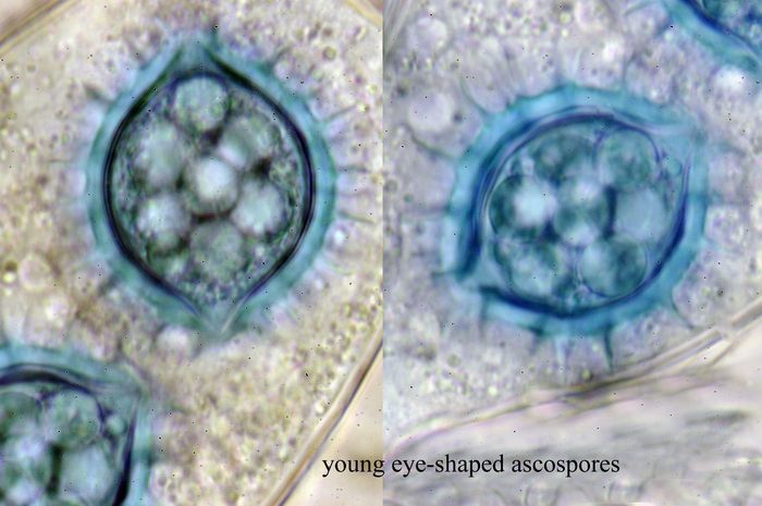 macrostoma