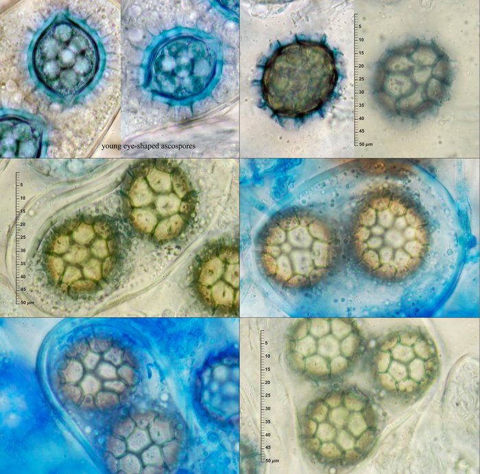 macrostoma