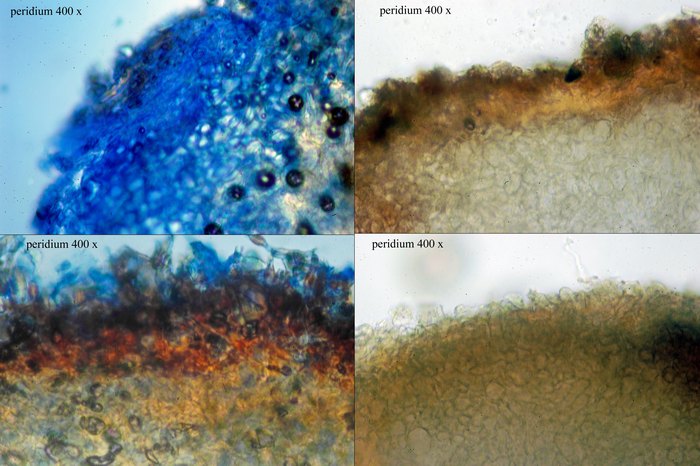 macrostoma