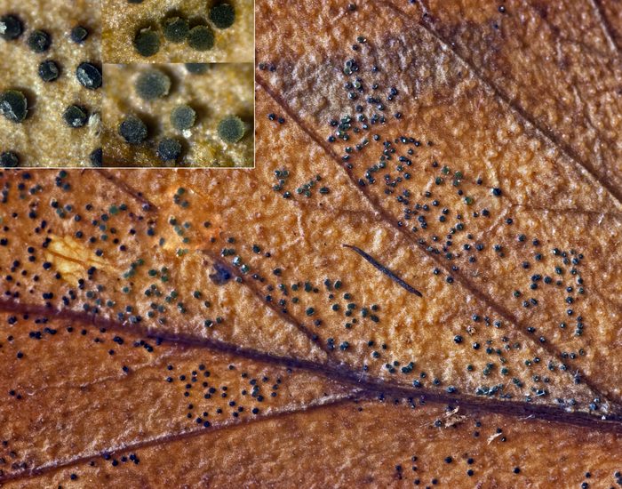 macrostoma
