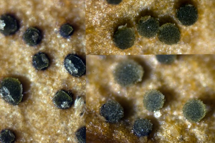 macrostoma