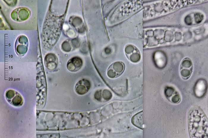 macrostoma