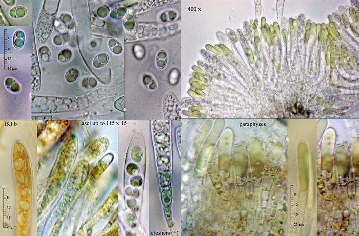 macrostoma