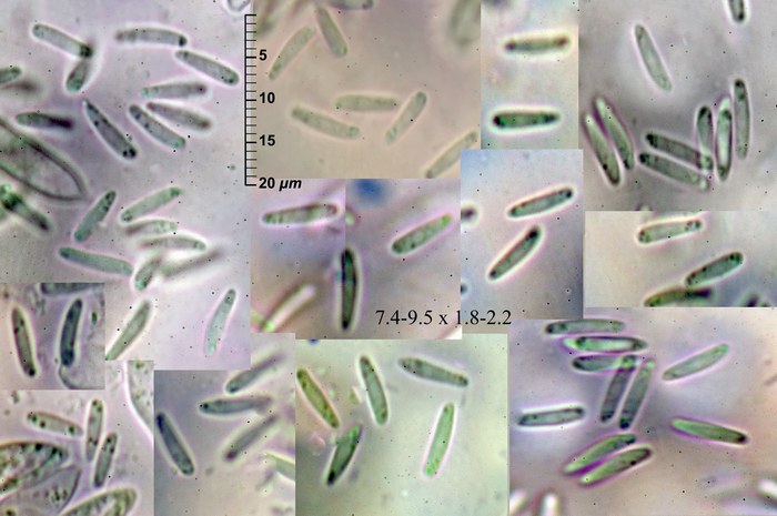 macrostoma