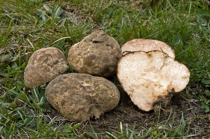 macrostoma