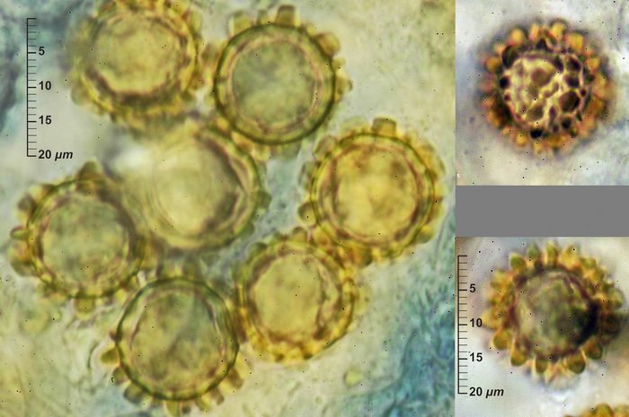 macrostoma