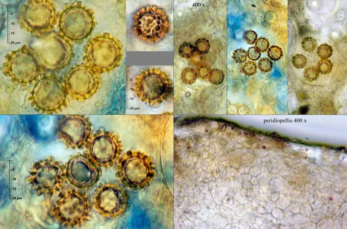 macrostoma