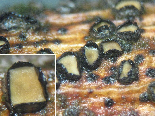 macrostoma