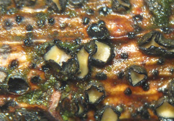 macrostoma