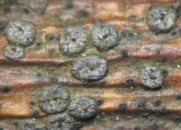 macrostoma
