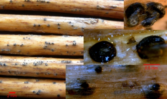 macrostoma