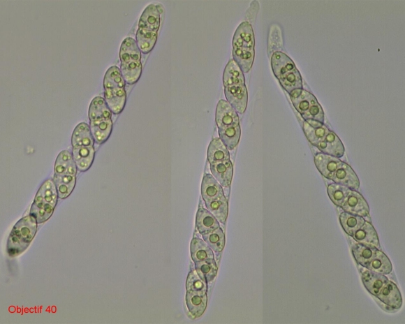 macrostoma