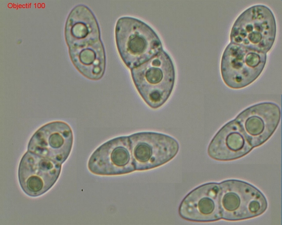 macrostoma