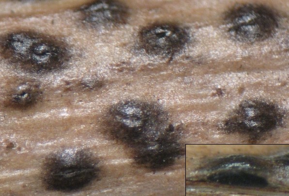 macrostoma